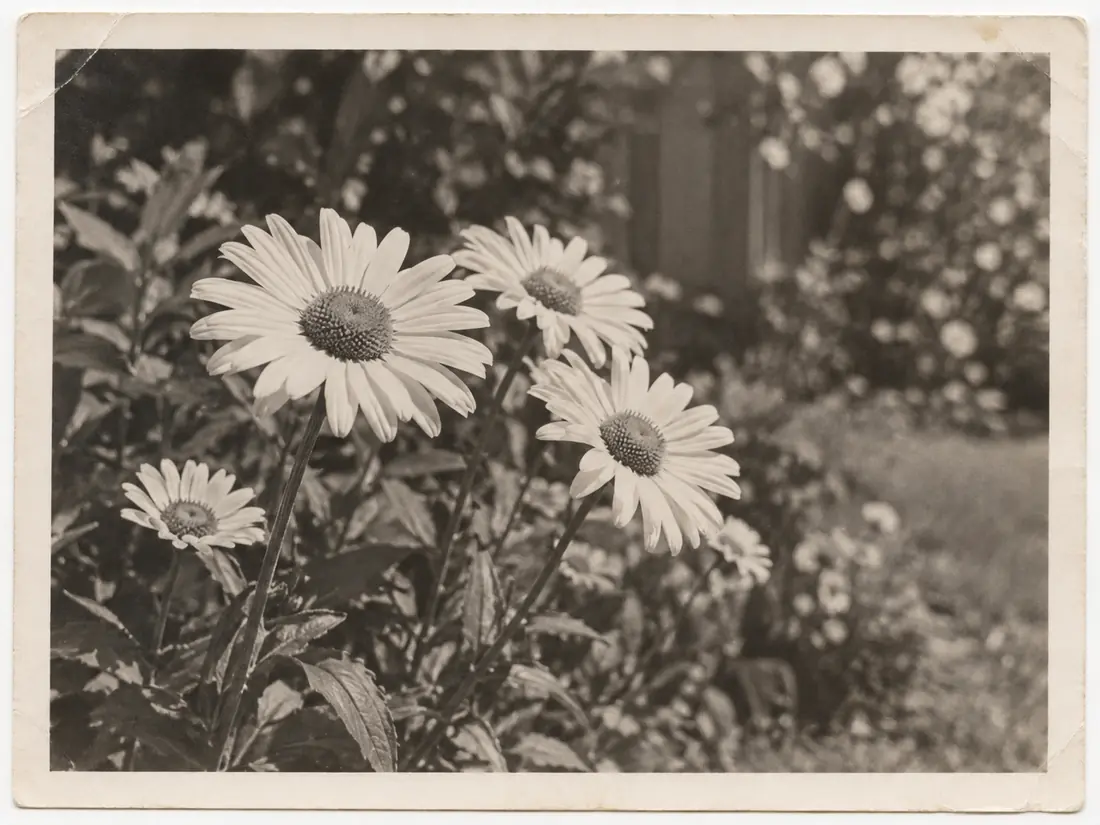 Illustrative archival photograph of flowers